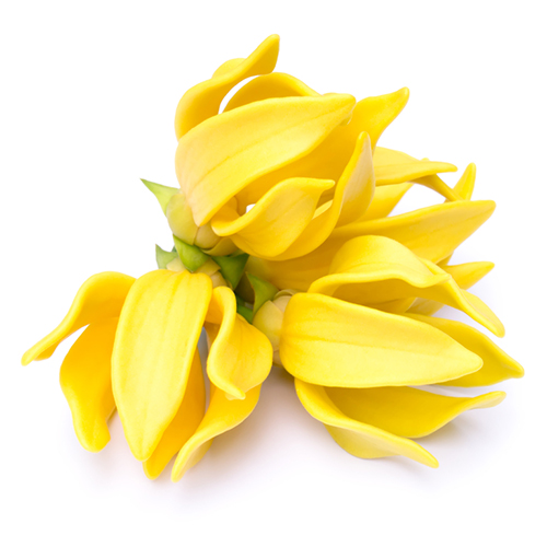 Ylang-ylang